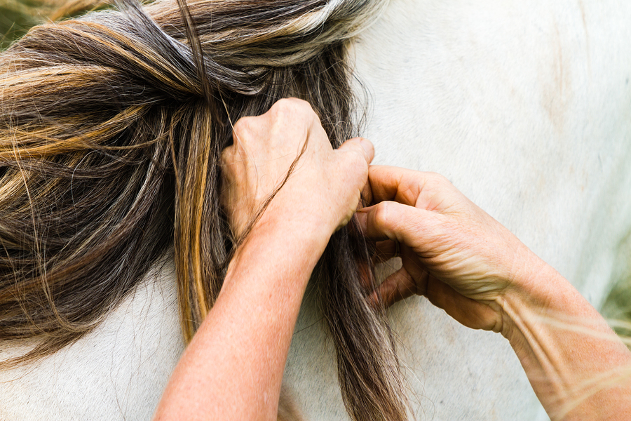 What Exactly is Equine Therapy?
