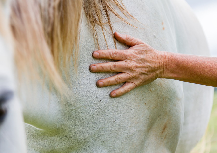 Equine Therapy