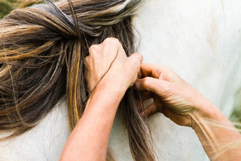 Equine Therapy at Luxury Rehab Center